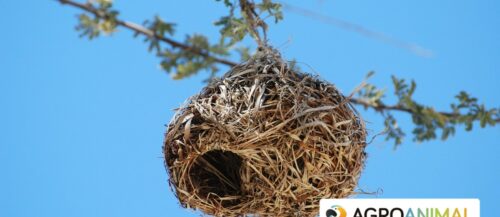 5 tipos de nidos de pájaro