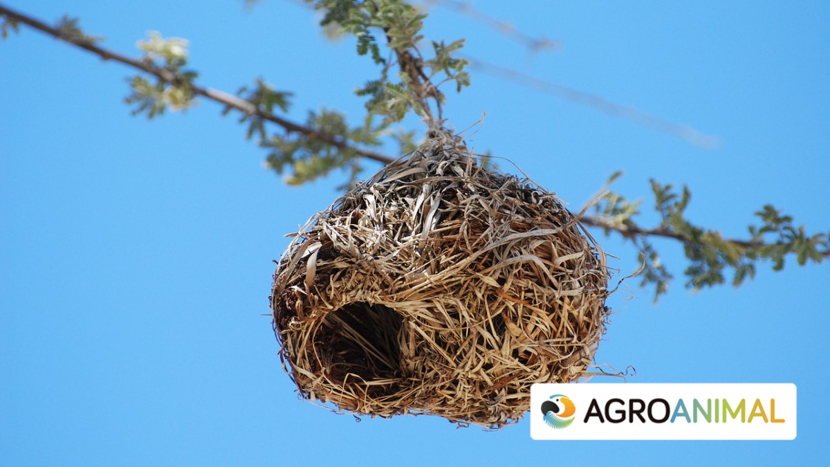 Cómo hacer una casa para pájaros de manera sencilla