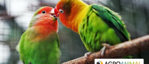 La importancia de la conservación de aves exóticas