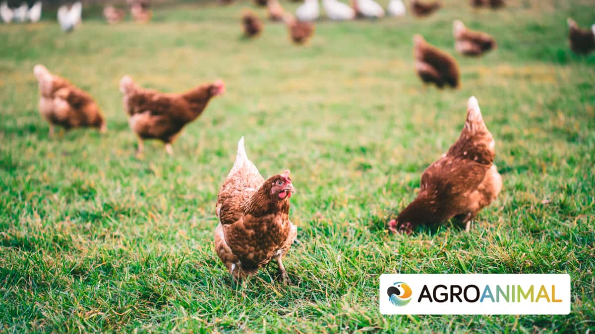 Pienso para gallinas AgroAnimal