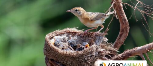 El sorprendente mundo de los nidos de pájaros: curiosidades que te dejarán maravillado