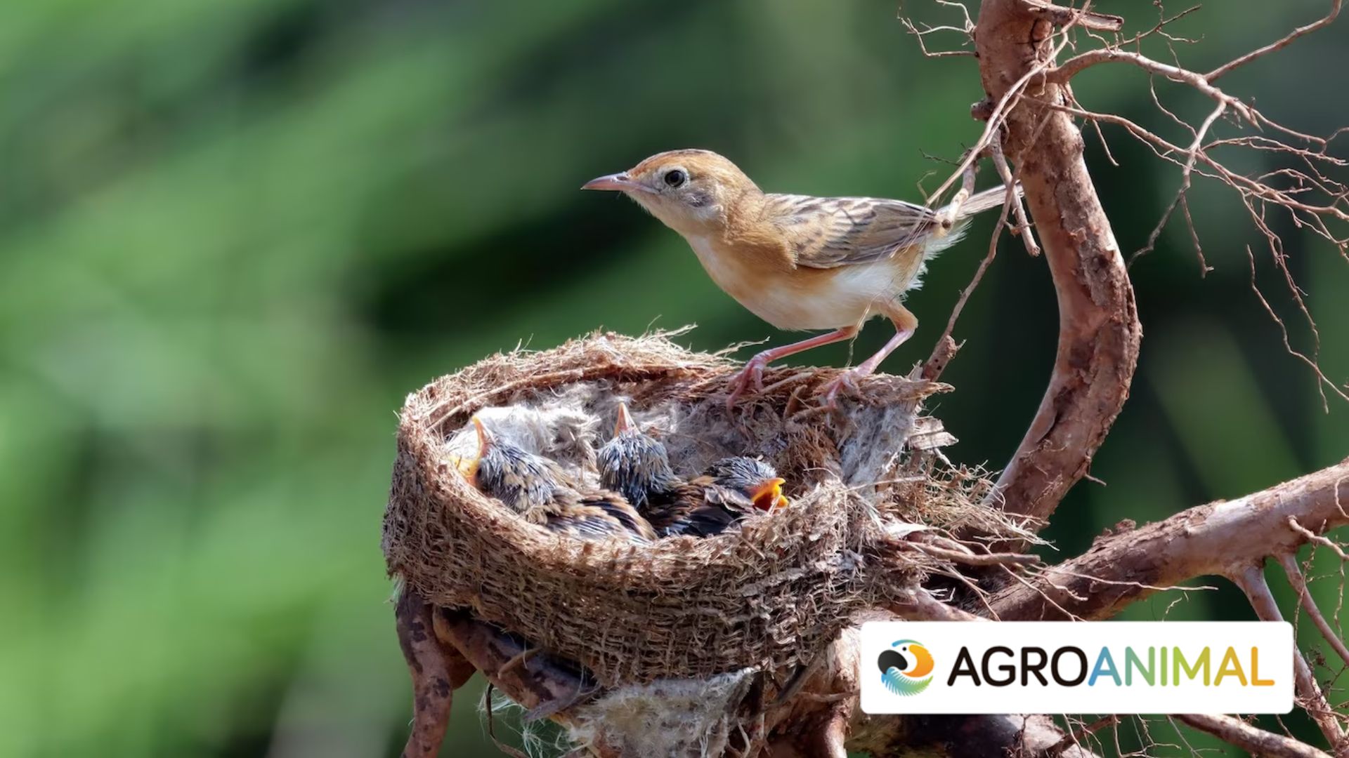 El sorprendente mundo de los nidos de pájaros: curiosidades que te dejarán maravillado