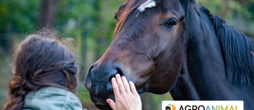 Guía Completa sobre el Control de Parásitos en Caballos Guía Completa sobre el Control de Parásitos en Caballos