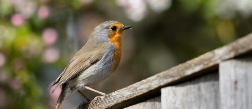 pajaros en casa