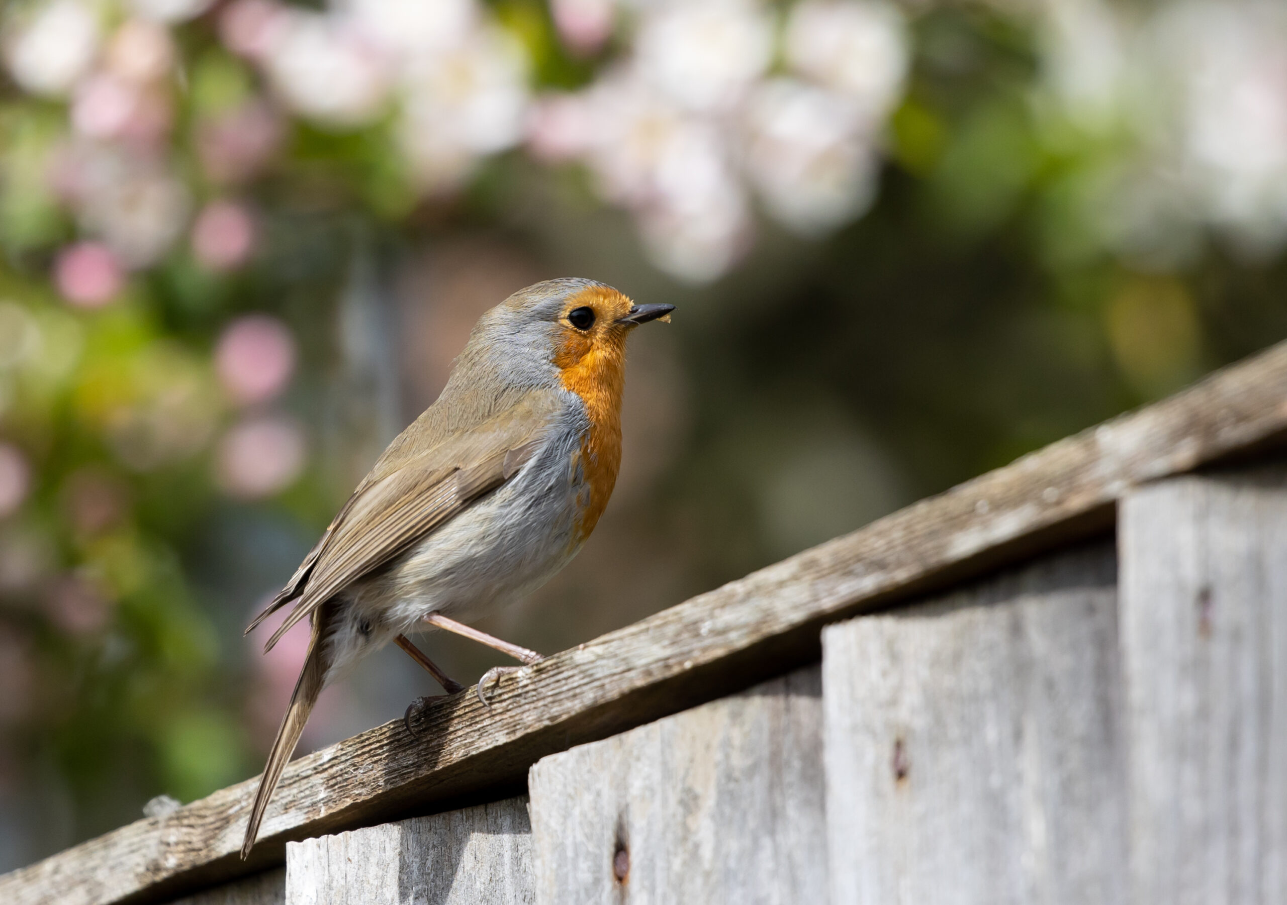 pajaros en casa