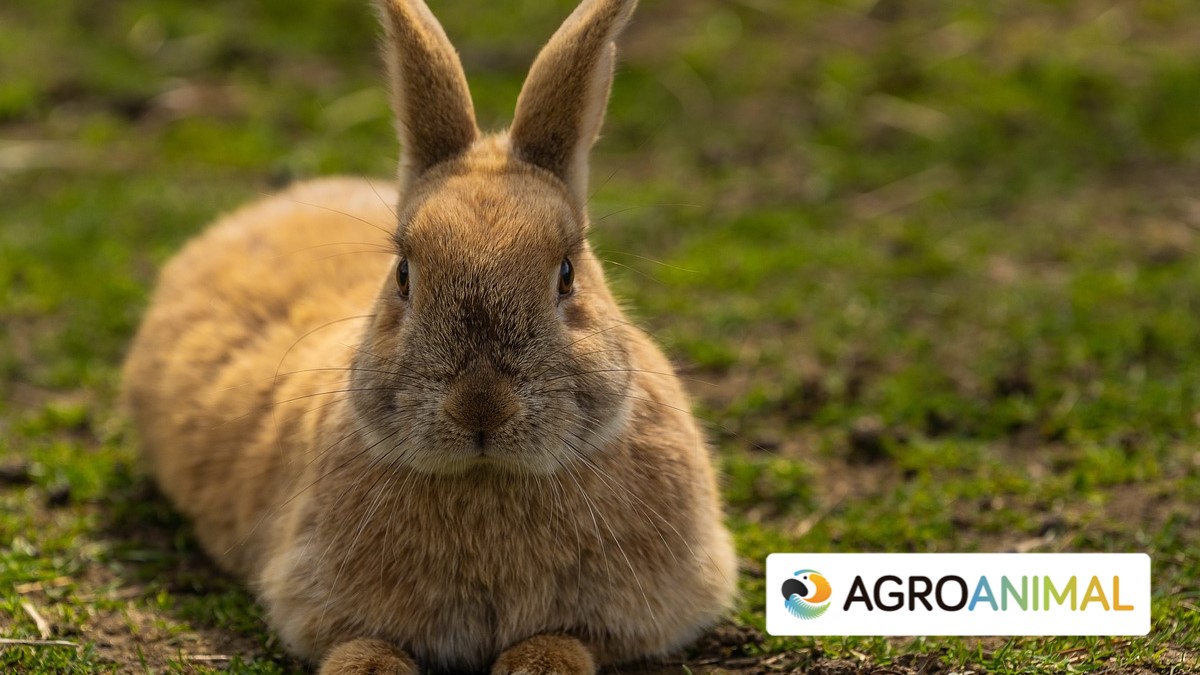 Problemas comunes en la alimentación de conejos de corral