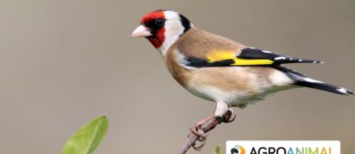 Pasos para prevenir las infecciones en aves