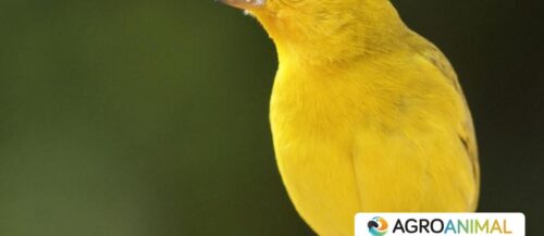 autodesplume en aves
