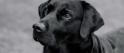 como eviar la caida del pelo de tu perro