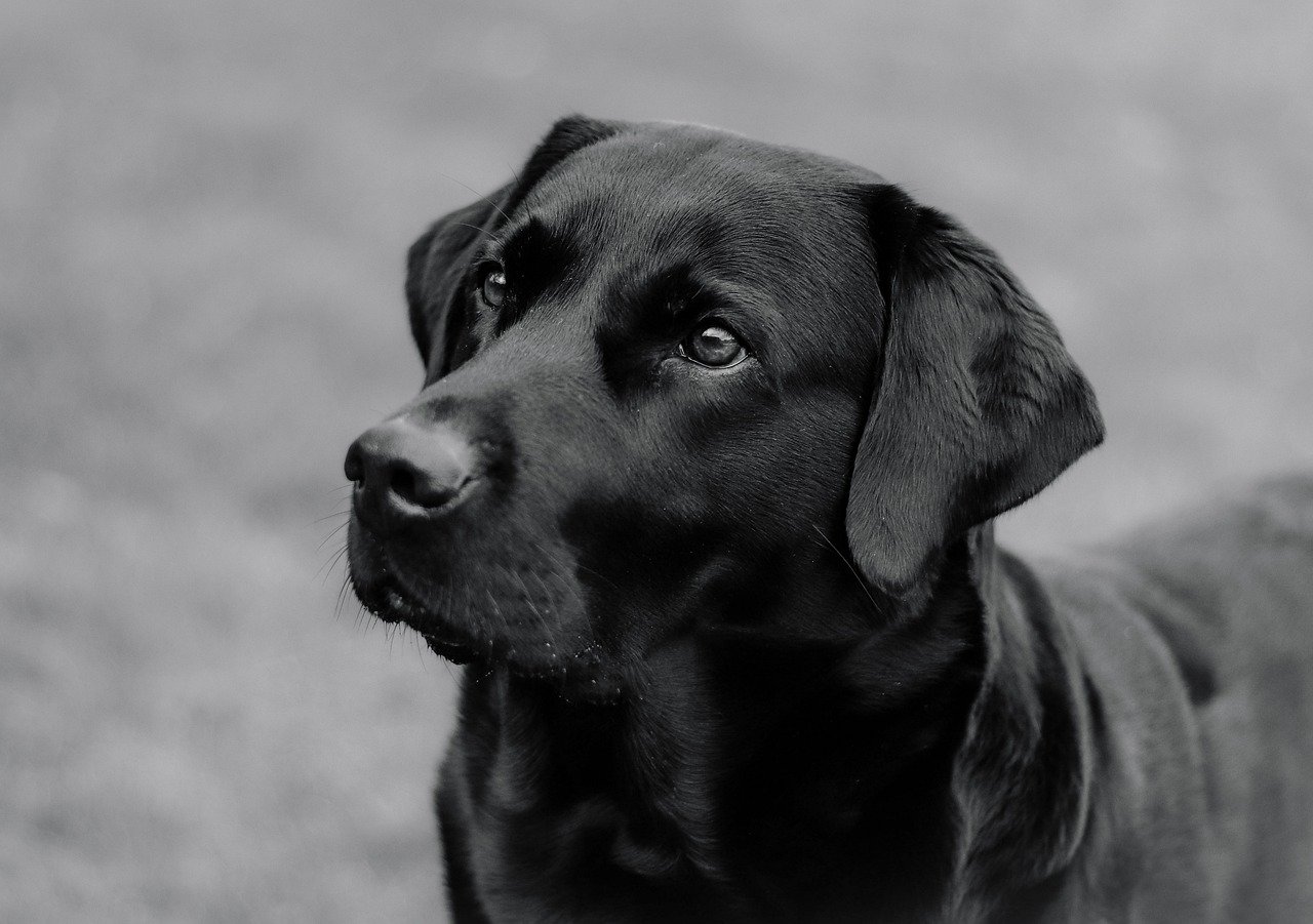 como eviar la caida del pelo de tu perro