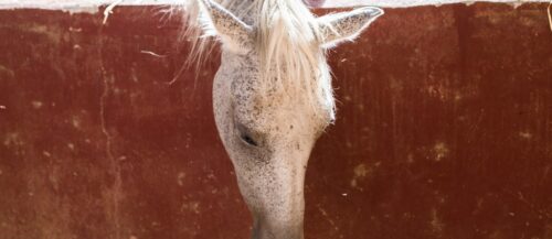 Cómo quitar los piojos en caballos