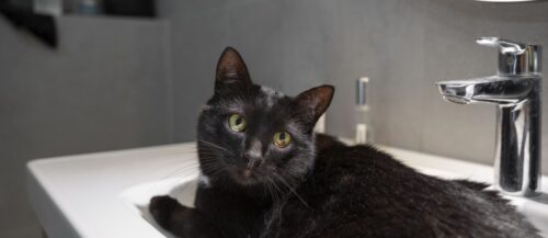 debes bañar a tu gato