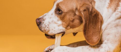 Huesos para perros