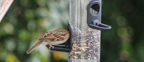 tipos de comederos para pajaros
