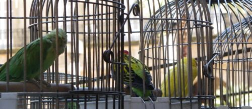 ¡Combate el calor que tiene tu pájaro y mantenlo feliz!