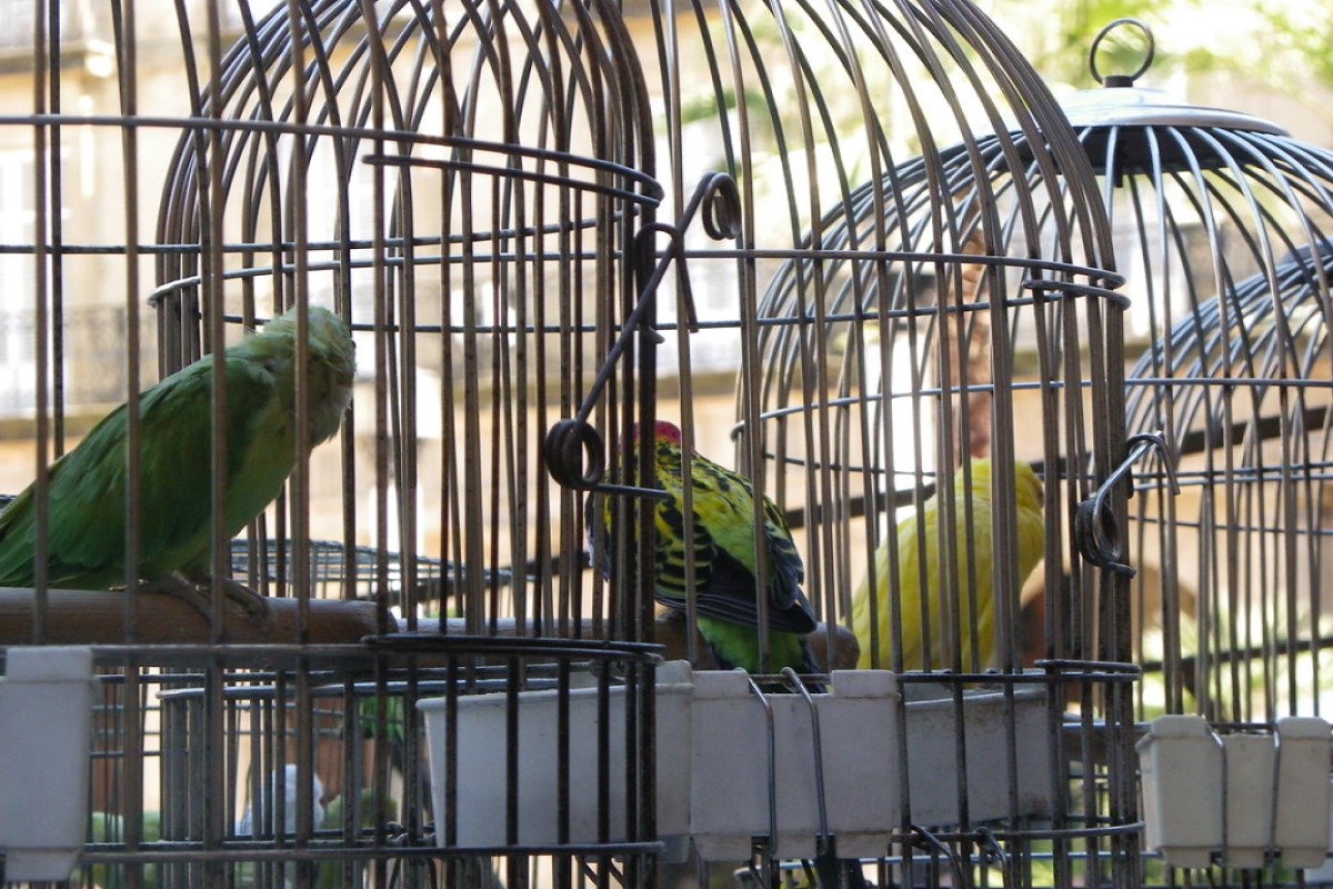 ¡Combate el calor que tiene tu pájaro y mantenlo feliz!