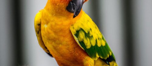Cómo prevenir y tratar el estrés en aves