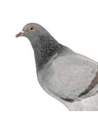 Suplementos, alimentos y accesorios para palomas | Agroanimal
