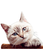 Venta de piensos y accesorios para gatos | Agroanimal