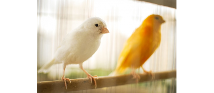 PROTOCOLO BÁSICO DE MUDA EN AVES